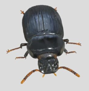 escarbat